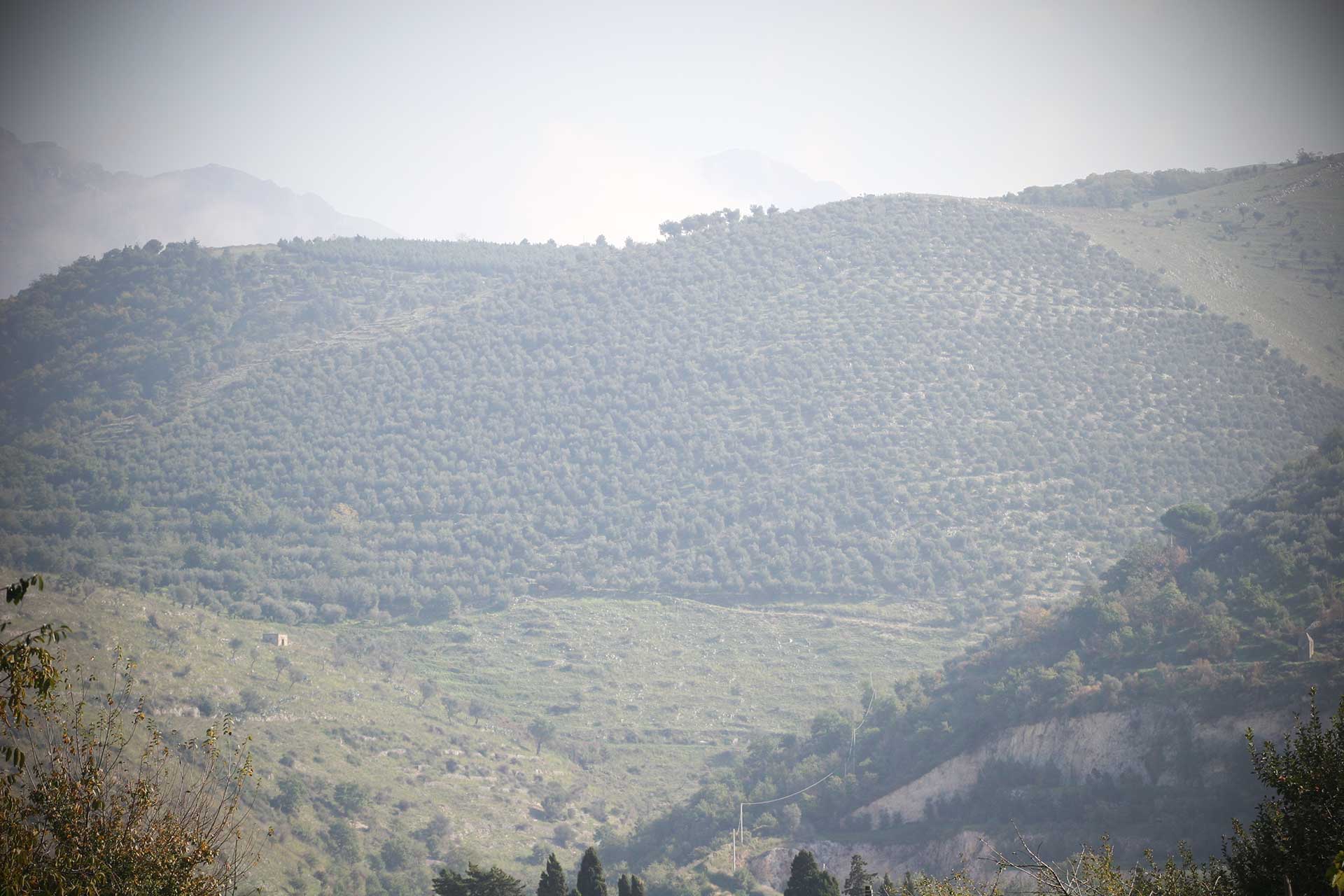 Azienda Agricola Di Cerbo